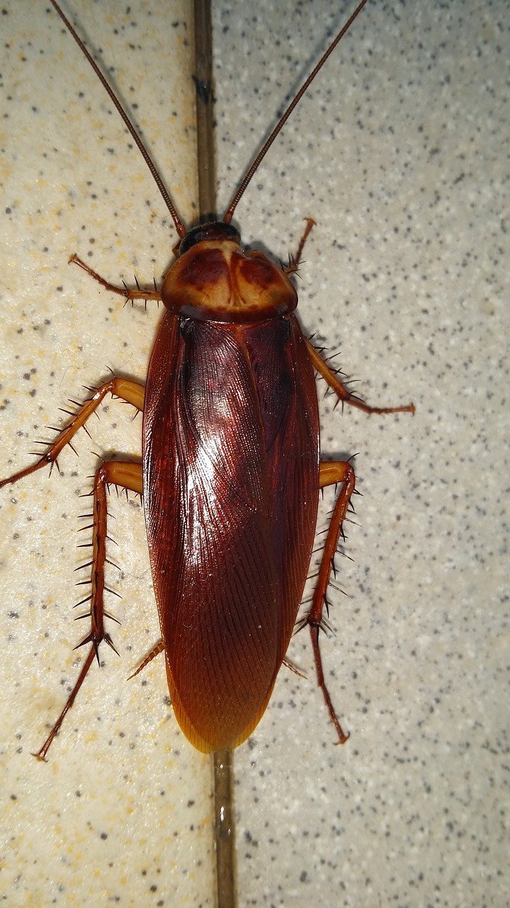 Cockroach Exterminator in Toronto